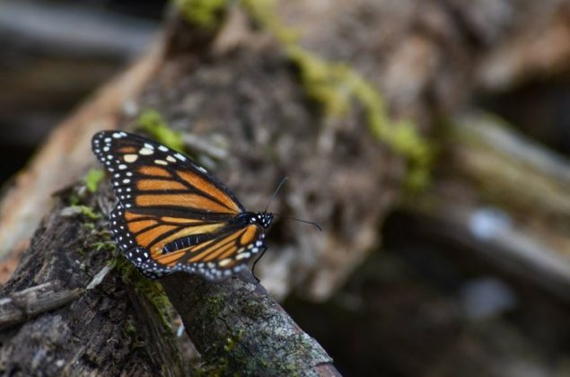 Mariposas monarca dejan santuarios mexicanos | RI Oaxaca